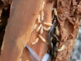 东川白蚁防治公司分享出租房防虫管理指南，助力房东稳定房源品质